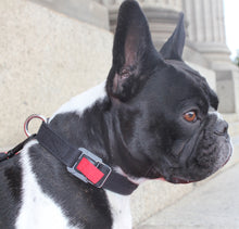 Load image into Gallery viewer, &quot;Axel&quot;
